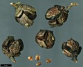 SpeciesSub: var. stephensonii